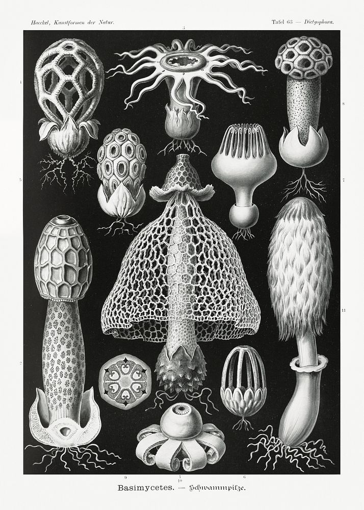 Basimycetes&ndash;Schwammpilze from Kunstformen der Natur (1904) by Ernst Haeckel. Original from Library of Congress.…