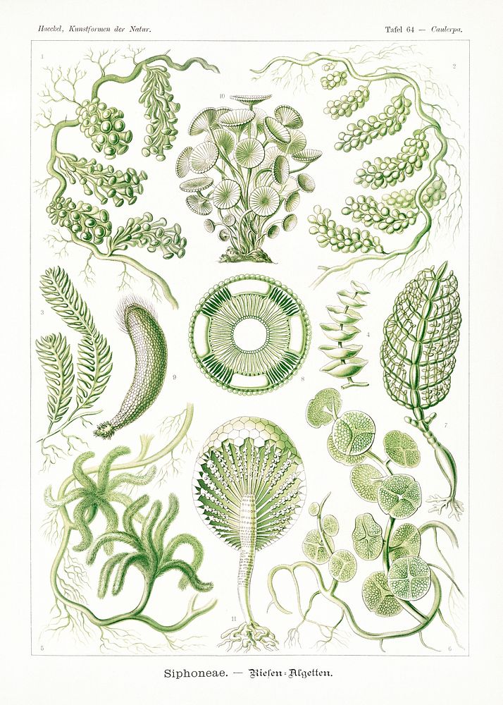 Siphoneae&ndash;Riesen Algetten from Kunstformen der Natur (1904) by Ernst Haeckel. Original from Library of Congress.…