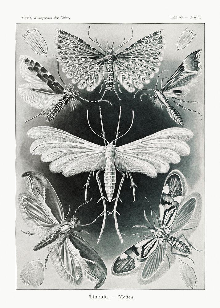 Tineida&ndash;Motten from Kunstformen der Natur (1904) by Ernst Haeckel. Original from Library of Congress. Digitally…