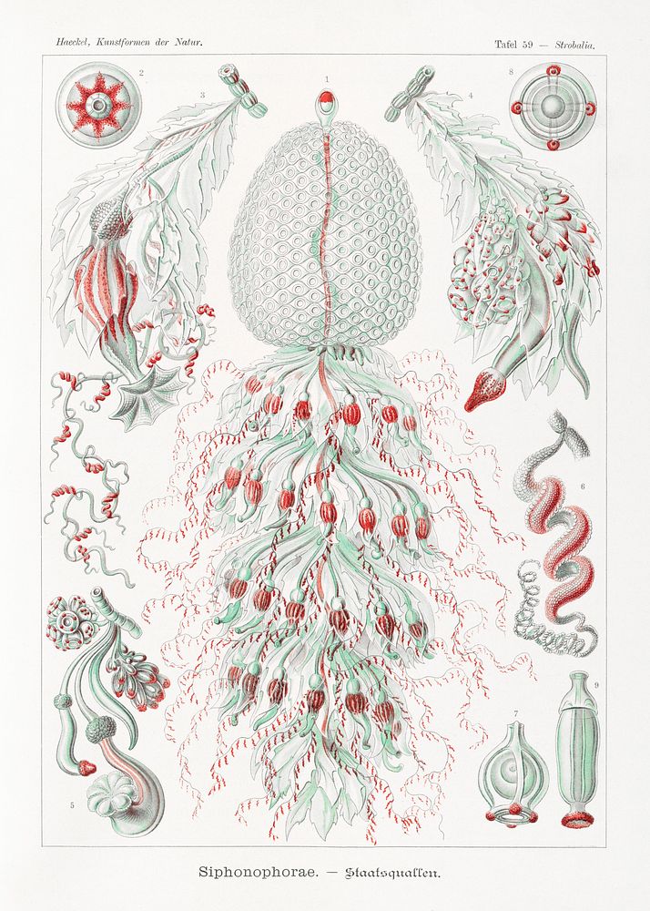 Siphonophorae&ndash;Staatsquallen from Kunstformen der Natur (1904) by Ernst Haeckel. Original from Library of Congress.…