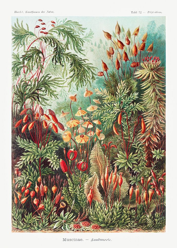 Muscinae&ndash;Laubmoose / A. Giltsch, gem from Kunstformen der Natur (1904) by Ernst Haeckel. Original from Library of…