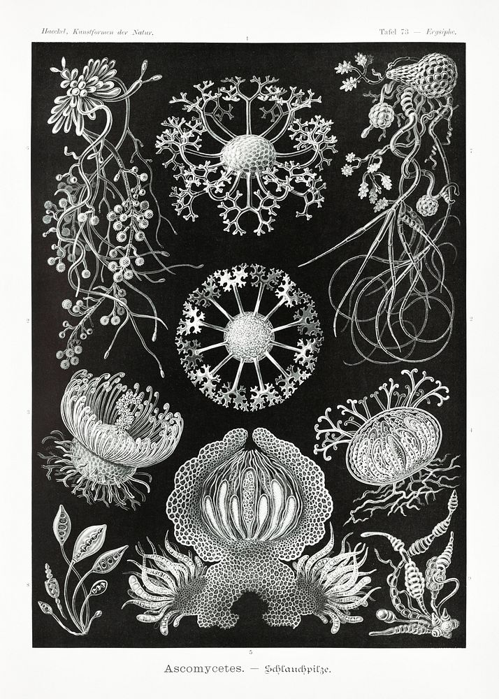 Ascomycetes&ndash;Schlauchpilze from Kunstformen der Natur (1904) by Ernst Haeckel. Original from Library of Congress.…