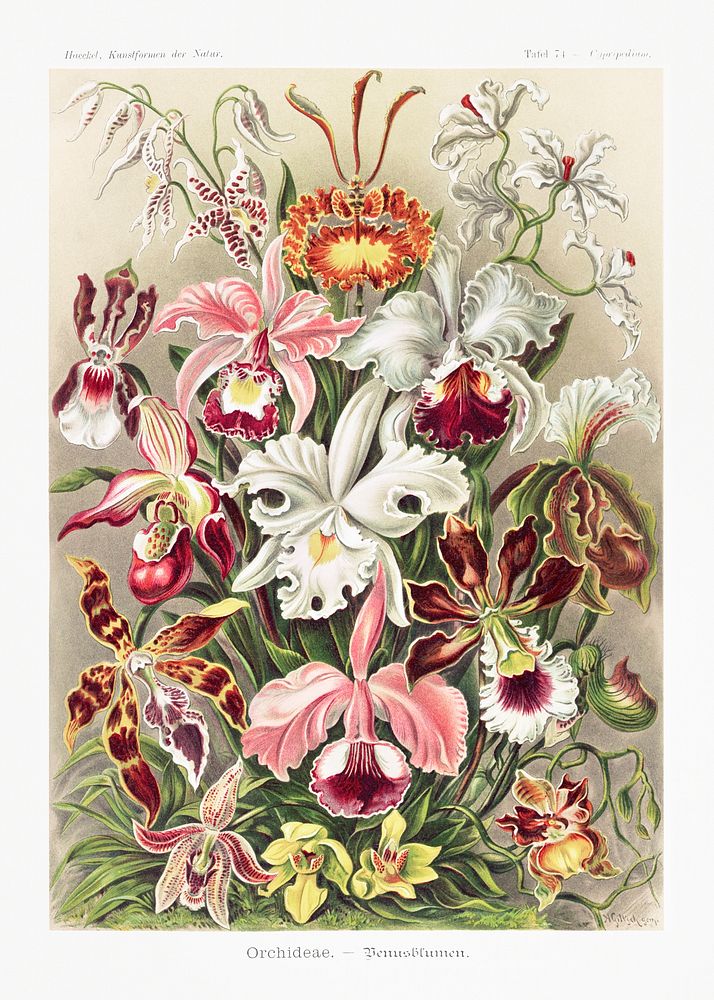 Orchideae&ndash;Denusblumen / A. Giltsch, gem from Kunstformen der Natur (1904) by Ernst Haeckel. Original from Library of…