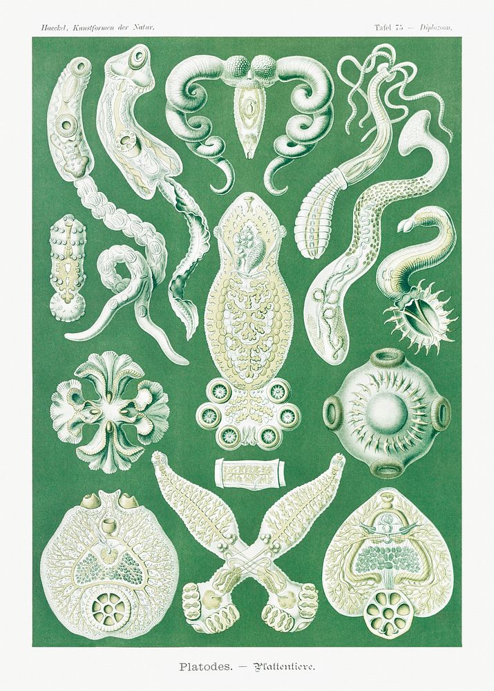 Platodes&ndash;Plattentiere from Kunstformen der Natur (1904) by by Ernst Haeckel. Original from Library of Congress.…