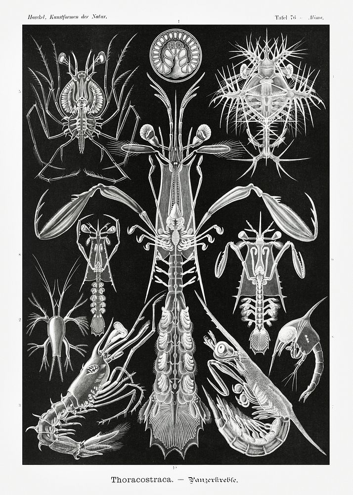 Thoracostraca&ndash;Panzerkrebse from Kunstformen der Natur (1904) by Ernst Haeckel. Original from Library of Congress.…