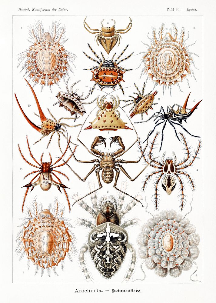 Arachnida&ndash;Spinnentiere from Kunstformen der Natur (1904) by Ernst Haeckel. Original from Library of Congress.…