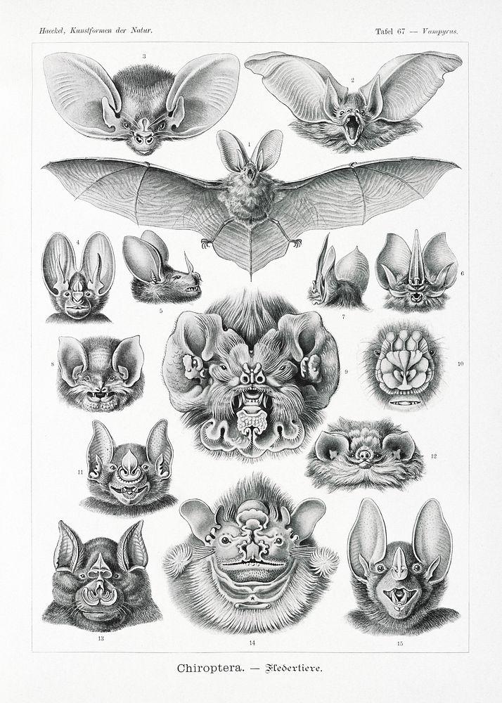 Chiroptera&ndash;Fledertiere from Kunstformen der Natur (1904) by Ernst Haeckel. Original from Library of Congress.…