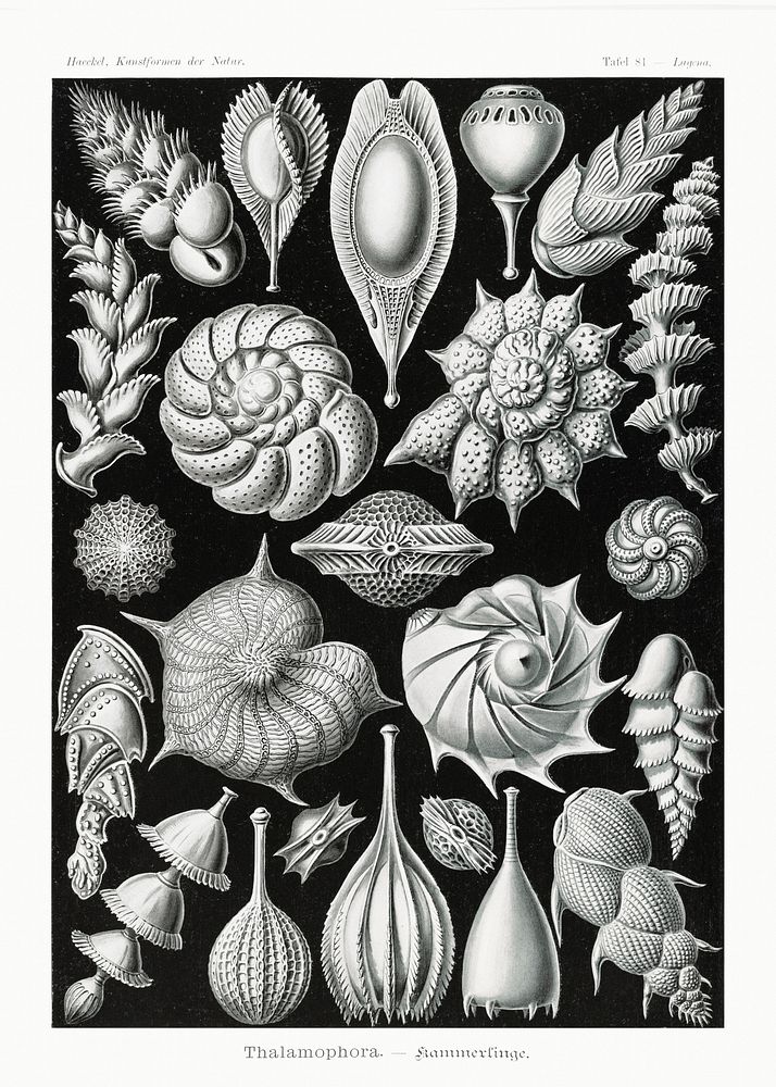 Thalamophora&ndash;Kammerlinge from Kunstformen der Natur (1904) by Ernst Haeckel. Original from Library of Congress.…