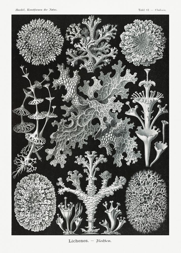 Lichenes&ndash;Flechten from Kunstformen der Natur (1904) by Ernst Haeckel. Original from Library of Congress. Digitally…