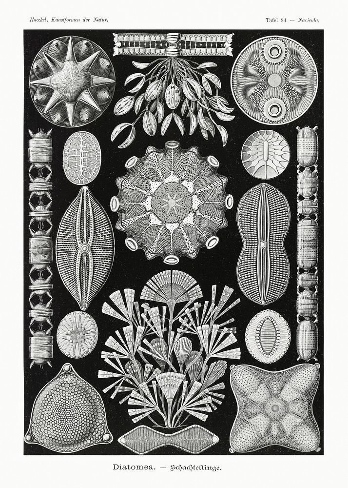 Diatomea&ndash;Schachtellinge from Kunstformen der Natur (1904) by Ernst Haeckel. Original from Library of Congress.…