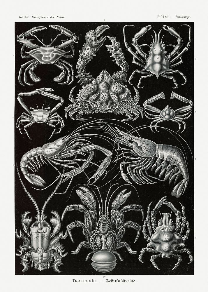 Decapoda&ndash;Behnfukkreble from Kunstformen der Natur (1904) by Ernst Haeckel. Original from Library of Congress.…