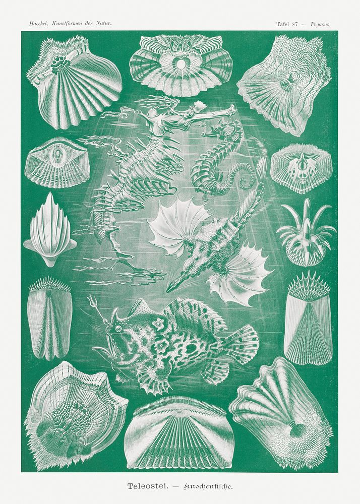 Teleostei&ndash;Knochenfische from Kunstformen der Natur (1904) by Ernst Haeckel. Original from Library of Congress.…