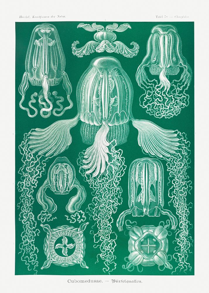 Cubomedusae&ndash;W&uuml;rfelquallen from Kunstformen der Natur (1904) by Ernst Haeckel. Original from Library of Congress.…
