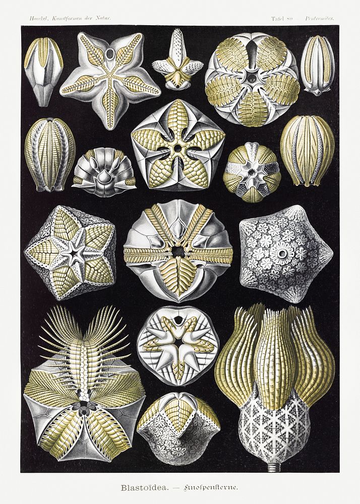 Blasto&iuml;dea&ndash;Knospensterne from Kunstformen der Natur (1904) by Ernst Haeckel. Original from Library of Congress.…