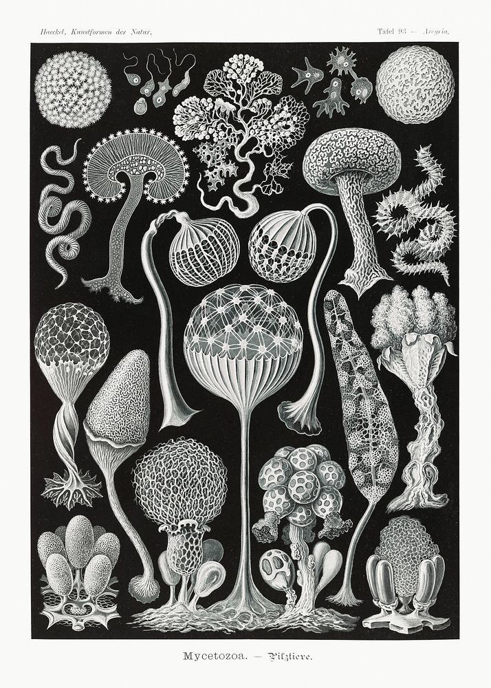 Mycetozoa&ndash;Pilztiere from Kunstformen der Natur (1904) by Ernst Haeckel. Original from Library of Congress. Digitally…