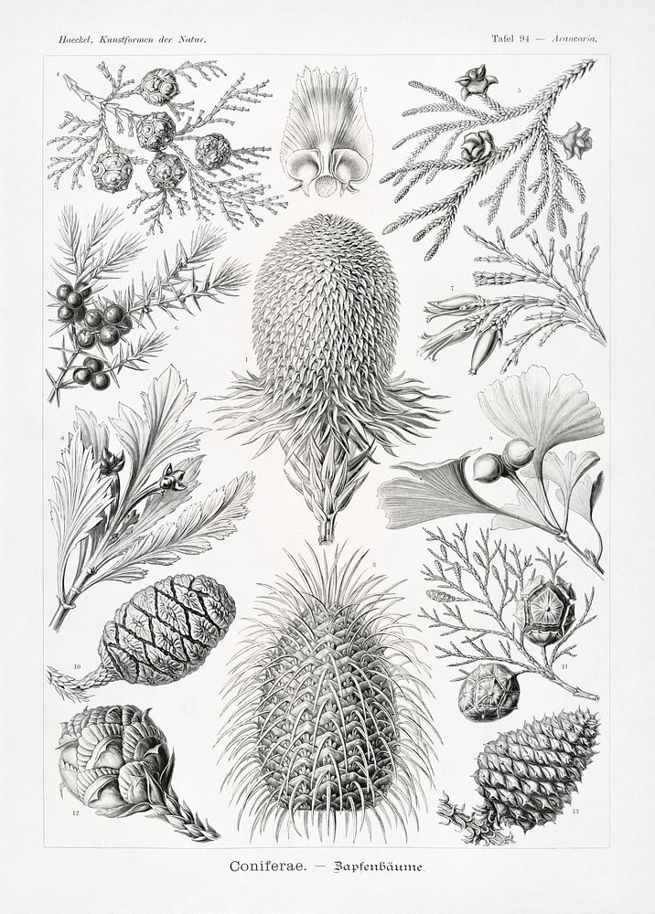 Coniferae&ndash;Bapfenb&auml;ume from Kunstformen der Natur (1904) by Ernst Haeckel. Original from Library of Congress.…
