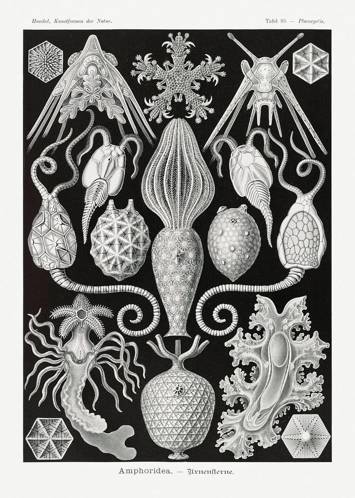 Amphoridea&ndash;Urnensterne from Kunstformen der Natur (1904) by Ernst Haeckel. Original from Library of Congress.…