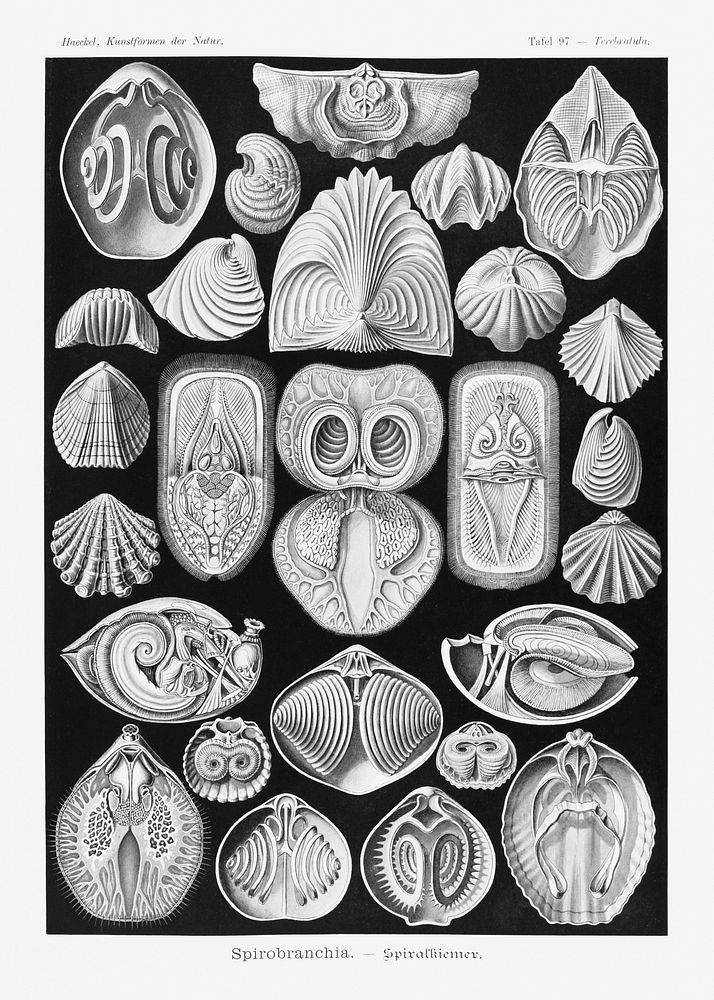 Spirobranchia&ndash;Spiralkiemer from Kunstformen der Natur (1904) by Ernst Haeckel. Original from Library of Congress.…