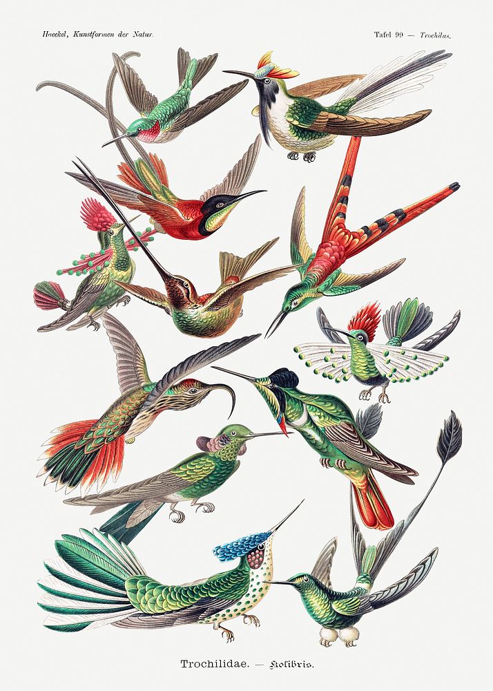 Vintage hummingbirds illustration poster template