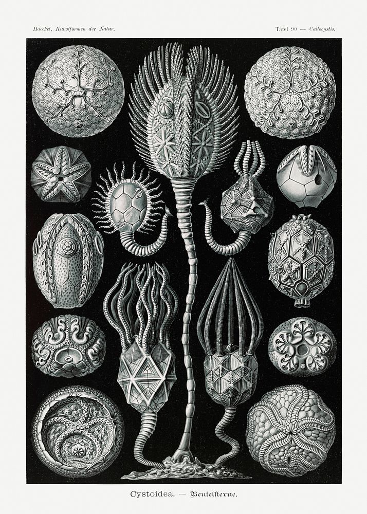 Cystoidea&ndash;Beutelsterne from Kunstformen der Natur (1904) by Ernst Haeckel. Original from Library of Congress.…