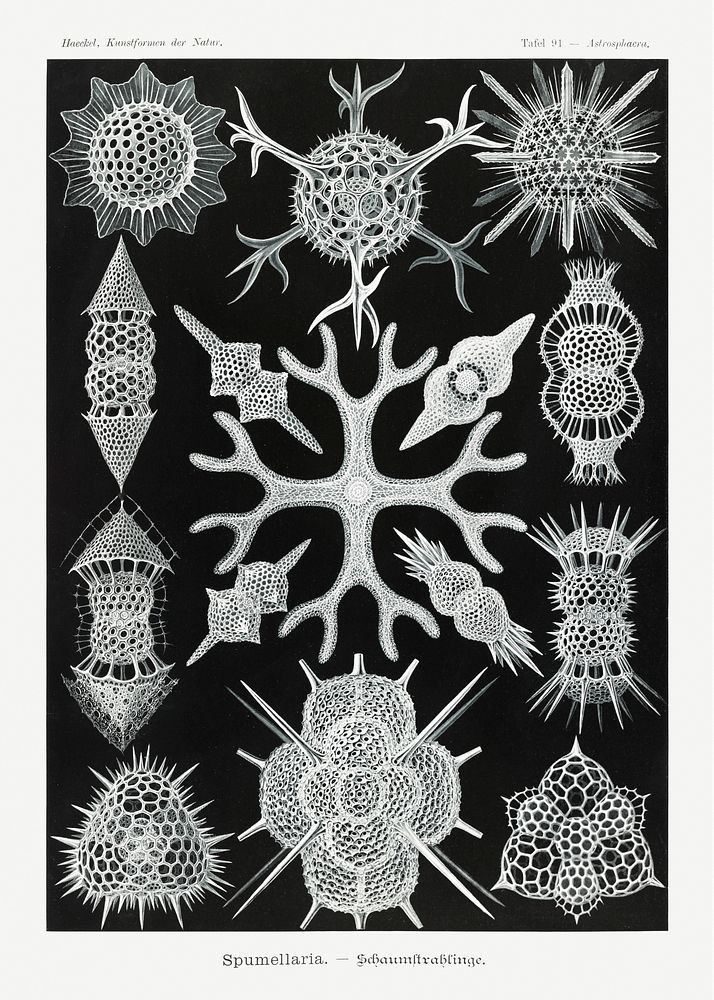 Spumellaria&ndash;Schaumstrahlinge from Kunstformen der Natur (1904) by Ernst Haeckel. Original from Library of Congress.…