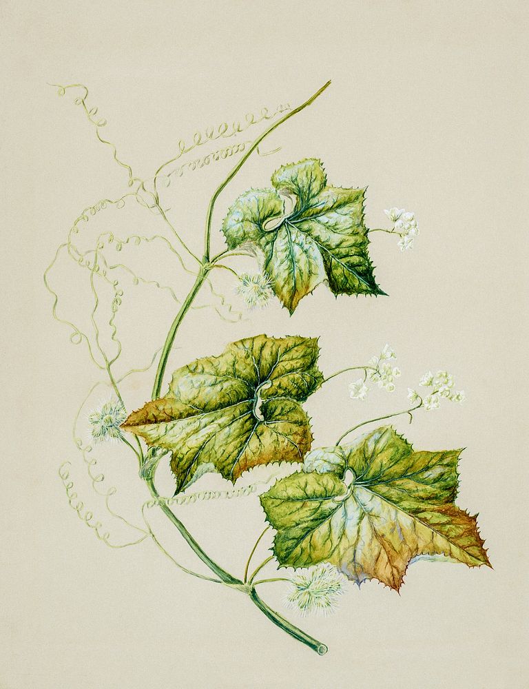 Antique plant Sicyos australis drawn by Sarah Featon (1848&ndash;1927). Original from Museum of New Zealand. Digitally…