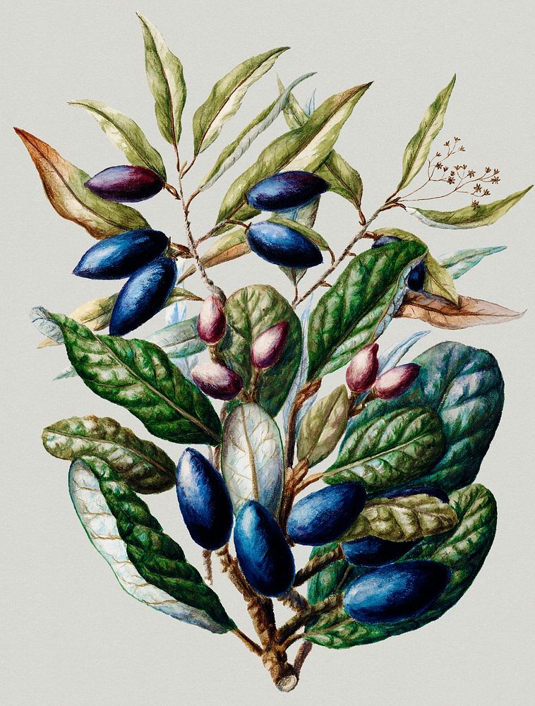 Vintage Illustration of Antique plant Beilschmiedia Taiaire Tawa.