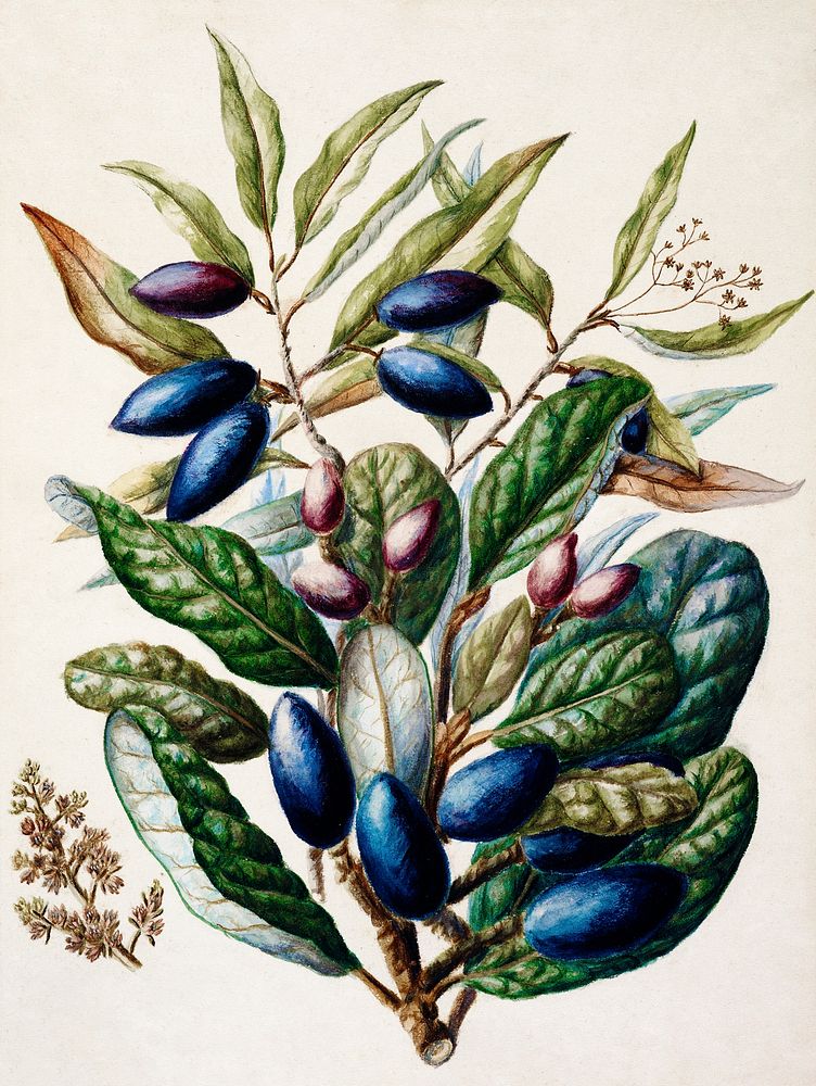 Antique plant Beilschmiedia Taiaire Tawa drawn by Sarah Featon (1848&ndash;1927). Original from Museum of New Zealand.…