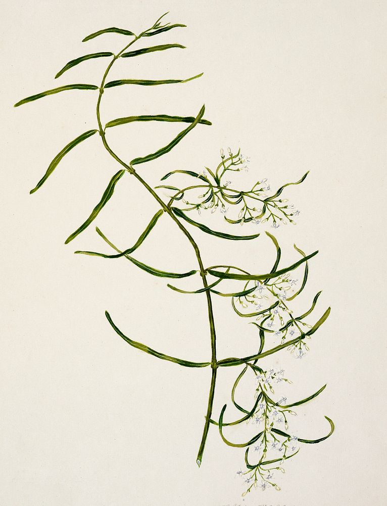 Antique plant Aka-kiore Parsonsia rosea drawn by Sarah Featon (1848&ndash;1927). Original from Museum of New Zealand.…