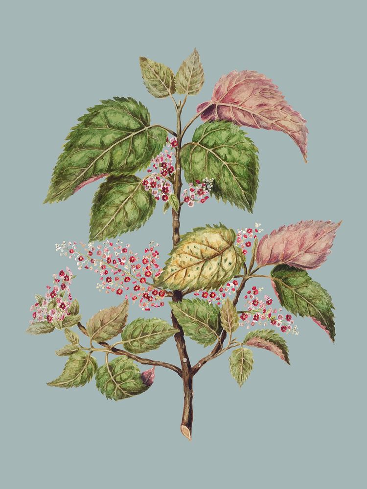 Antique plant Makomako - Aristotelia Racemosa drawn by Sarah Featon (1848 - 1927). Digitally enhanced by rawpixel.