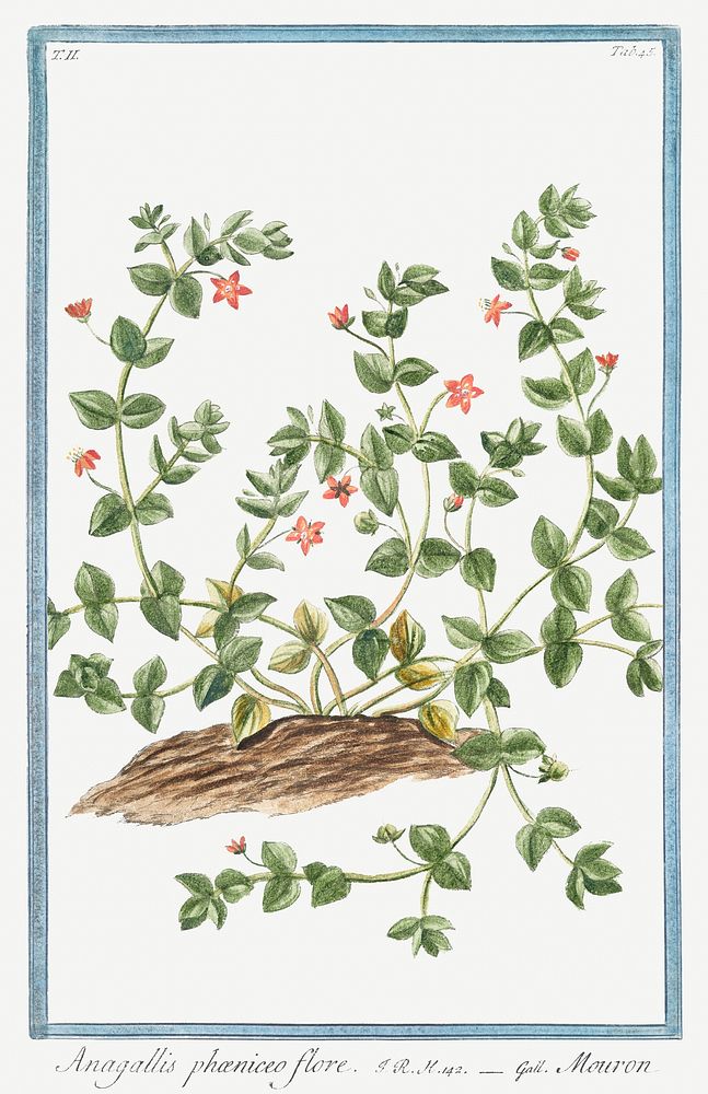 Anagallis ph&aelig;niceo flore, Mouron (ca. 1772 &ndash;1793) by Giorgio Bonelli. Original from the The New York Public…