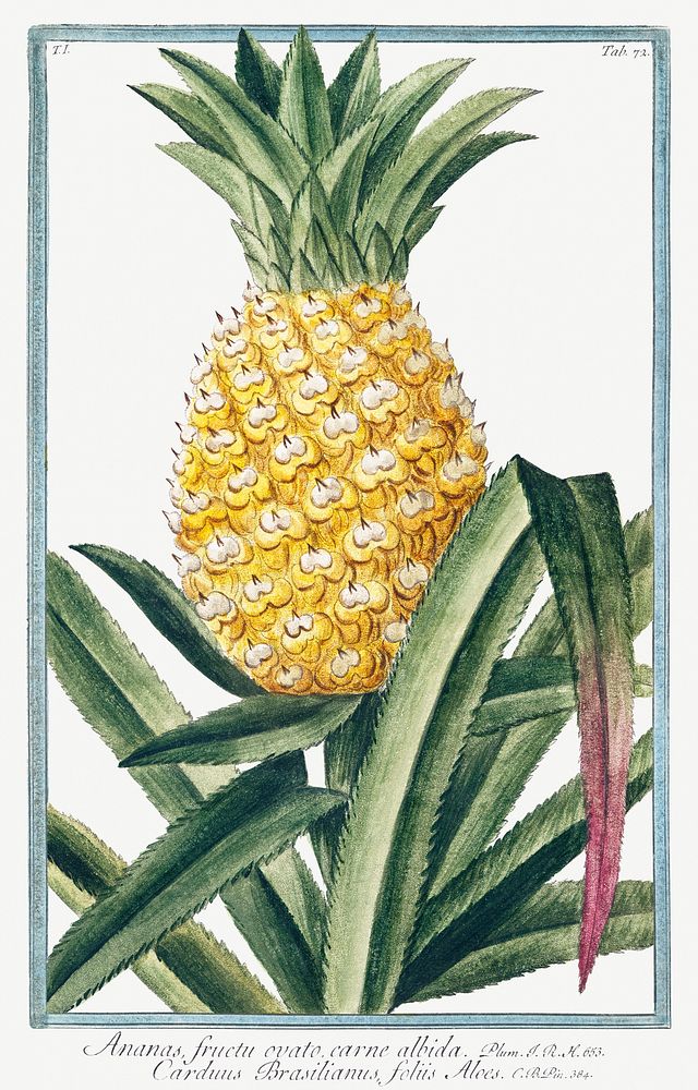 Pineapple (ca. 1772 &ndash;1793) by Giorgio Bonelli. Original from the The New York Public Library. Digitally enhanced by…