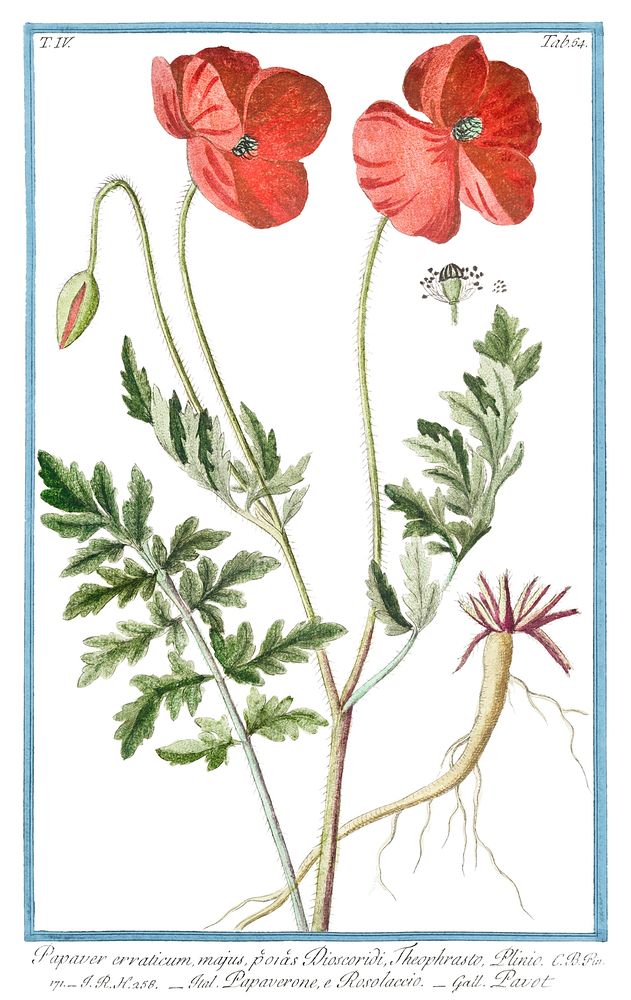 Red Papaver Rhoeas flower illustration