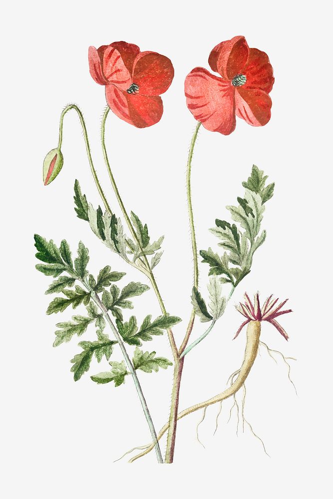 Red Papaver Rhoeas flower vector