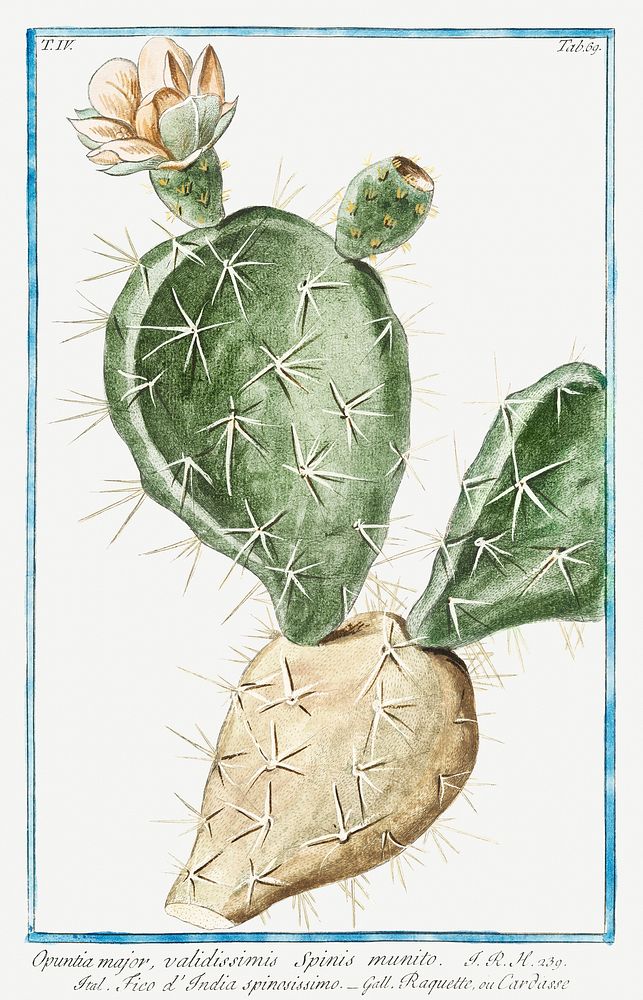 Indian Fig, Semaphore Prickly Pear illustration