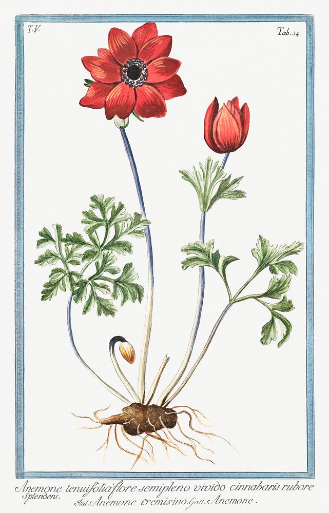 Anemone tenuifolia flore semipleno vivido cinnabaris rubore splenoens, Anemone cremisino, Anemone (ca. 1772 &ndash;1793) by…