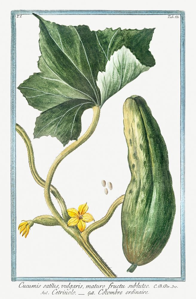 Cucumber (ca. 1772 &ndash;1793) by Giorgio Bonelli. Original from the The New York Public Library. Digitally enhanced by…