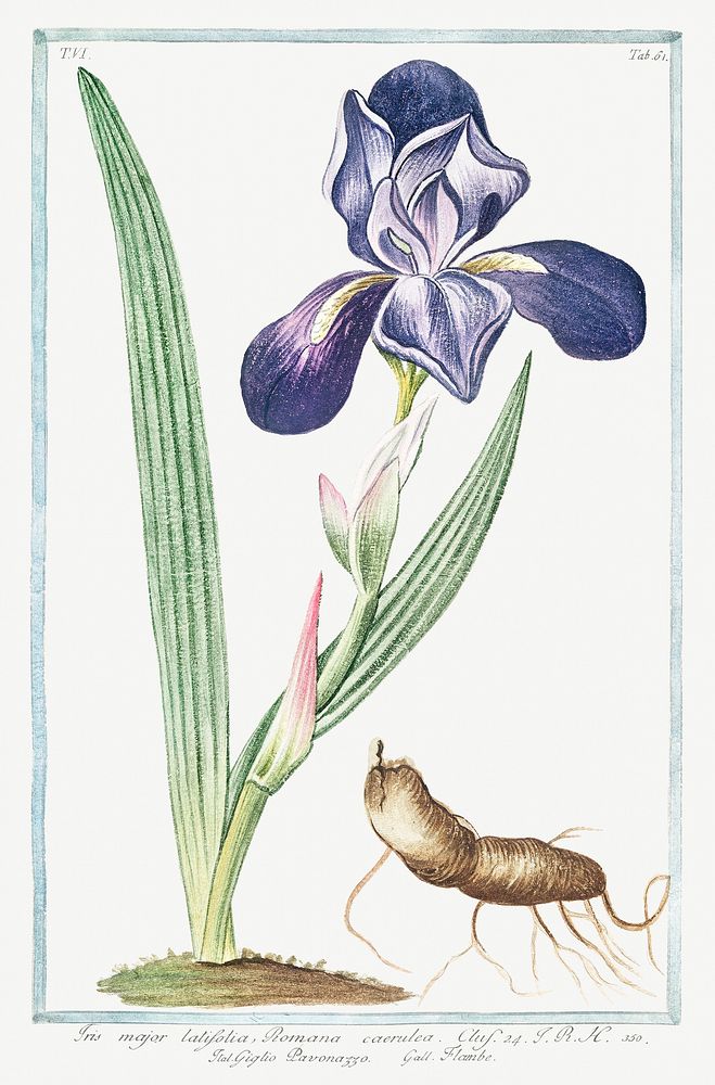 Tall bearded Iris (ca. 1772 &ndash;1793) by Giorgio Bonelli. Original from the The New York Public Library. Digitally…