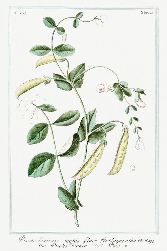 Garden Pea (ca. 1772 &ndash;1793) by Giorgio Bonelli. Original from the The New York Public Library. Digitally enhanced by…
