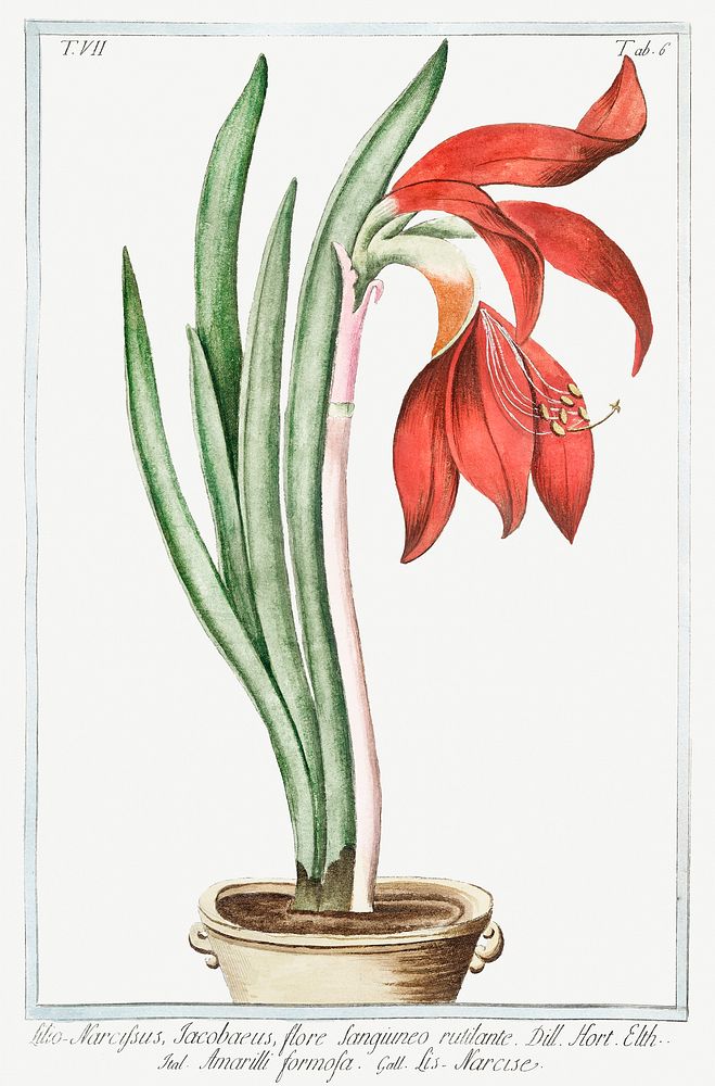 Lily&ndash;Daffodil (ca. 1772 &ndash;1793) by Giorgio Bonelli. Original from the The New York Public Library. Digitally…