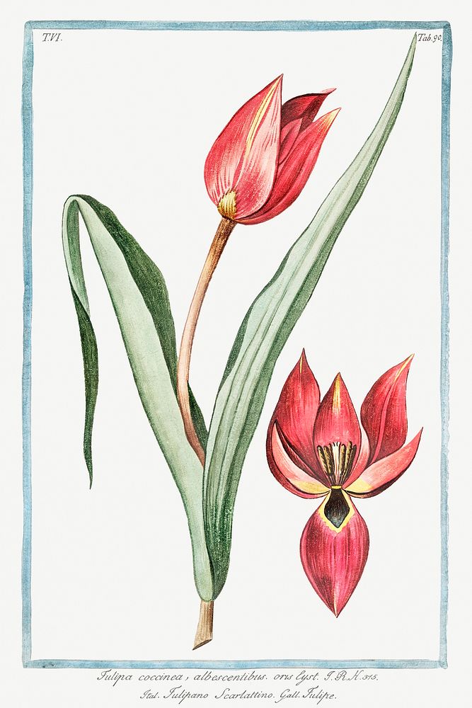 Scarlet Tulip (ca. 1772 &ndash;1793) by Giorgio Bonelli. Original from the The New York Public Library. Digitally enhanced…