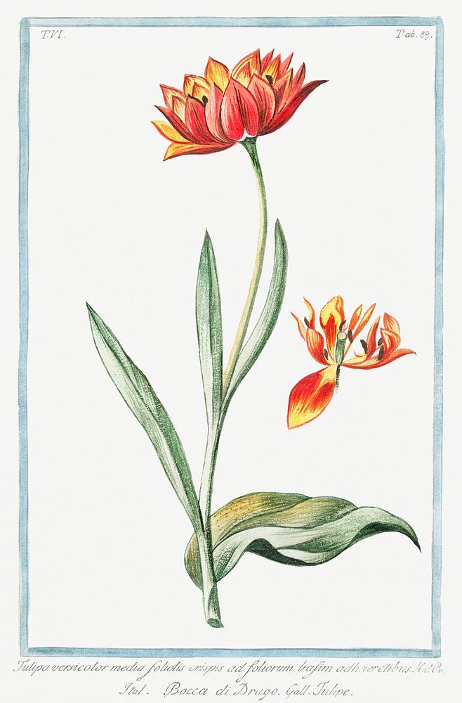 Multicolor Tulip (ca. 1772 &ndash;1793) by Giorgio Bonelli. Original from the The New York Public Library. Digitally…