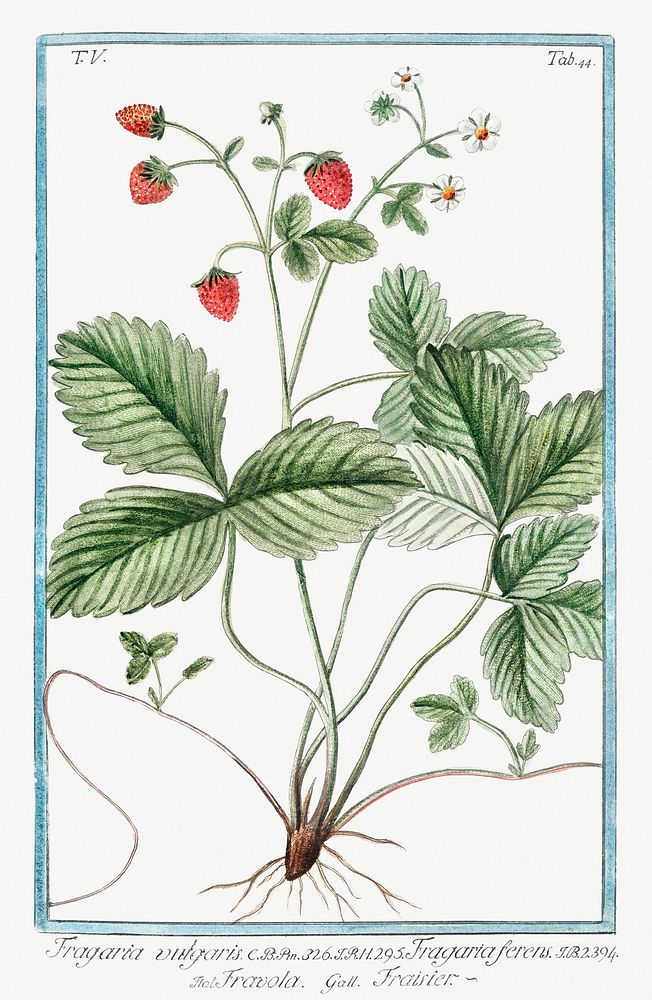 Strawberry (ca. 1772 &ndash;1793) by Giorgio Bonelli. Original from the The New York Public Library. Digitally enhanced by…