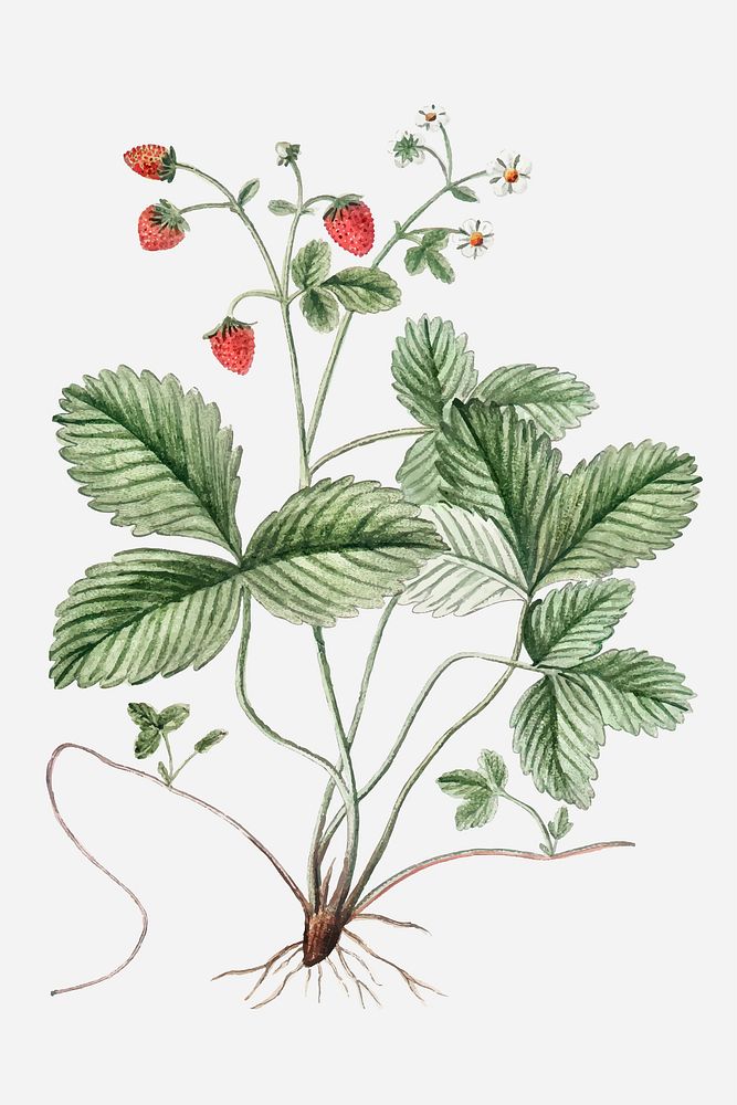 Wild Strawberry plant vector
