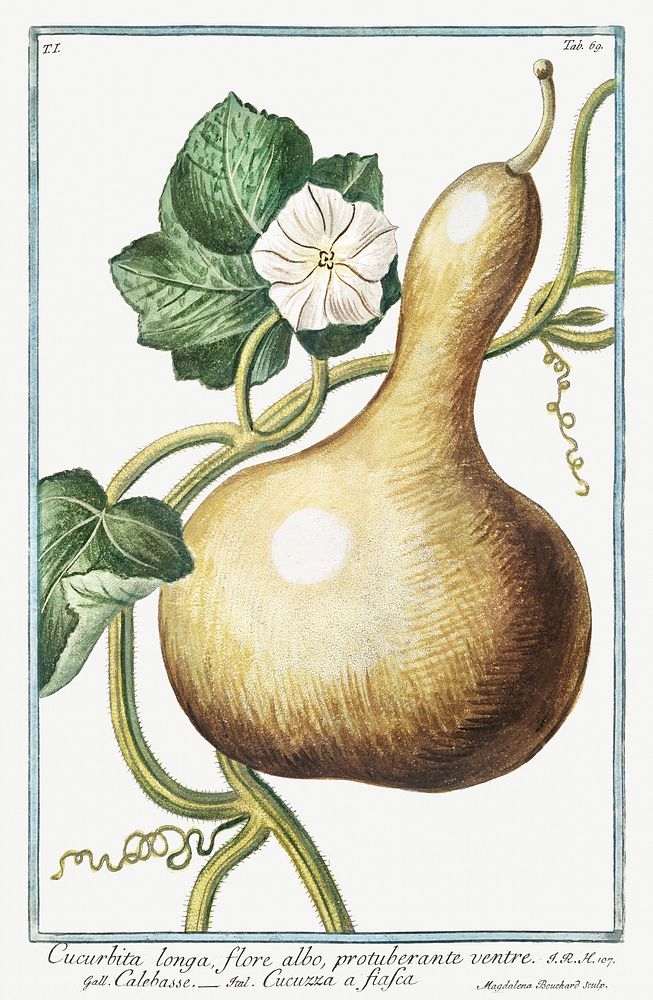 Bottle Gourd (ca. 1772 &ndash;1793) by Giorgio Bonelli. Original from the The New York Public Library. Digitally enhanced by…