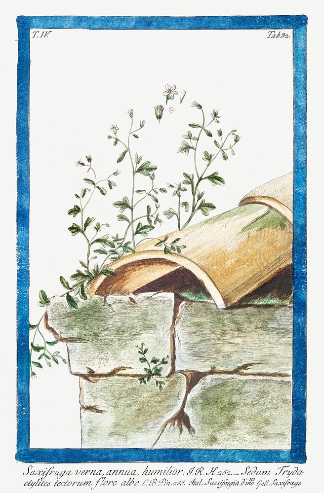 Saxifraga verna, annua humilio (ca. 1772 &ndash;1793) by Giorgio Bonelli. Original from the The New York Public Library.…