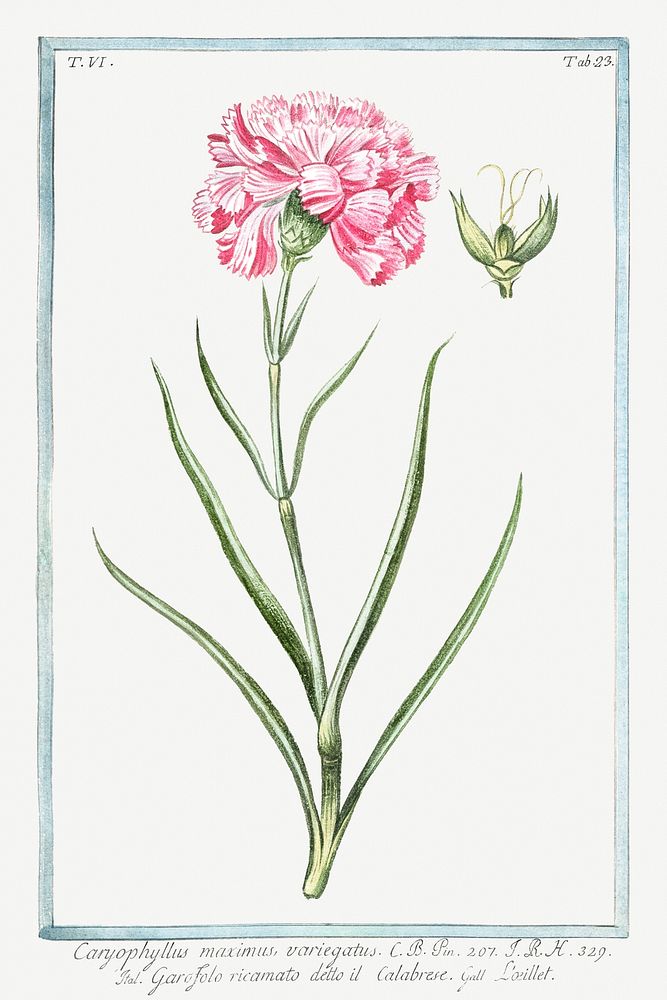 Pink caryophyllus maximus carnation illustration