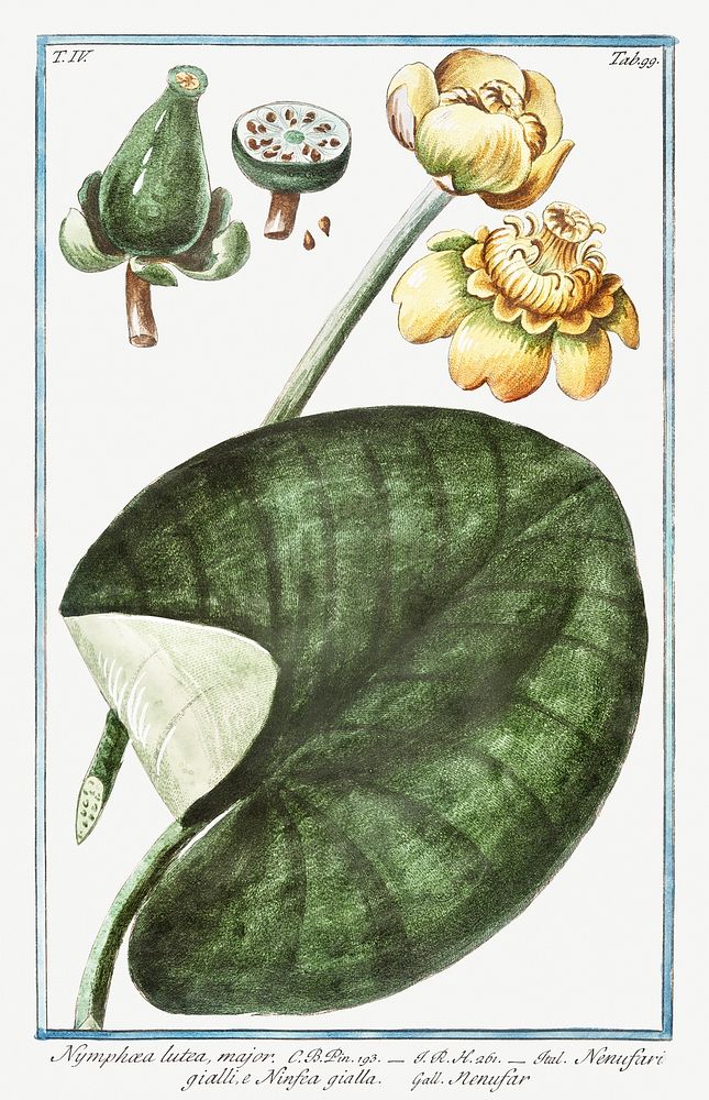 Water&ndash;lillies (ca. 1772 &ndash;1793) by Giorgio Bonelli. Original from the The New York Public Library. Digitally…