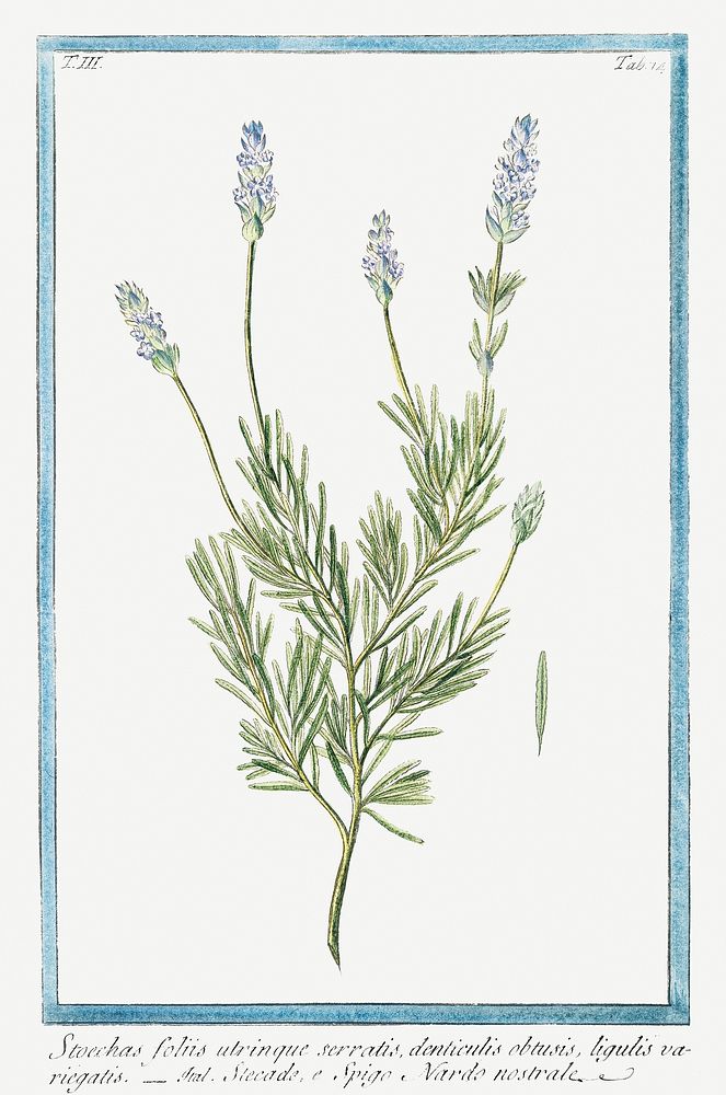 French Lavender (ca. 1772 &ndash;1793) by Giorgio Bonelli. Original from the The New York Public Library. Digitally enhanced…