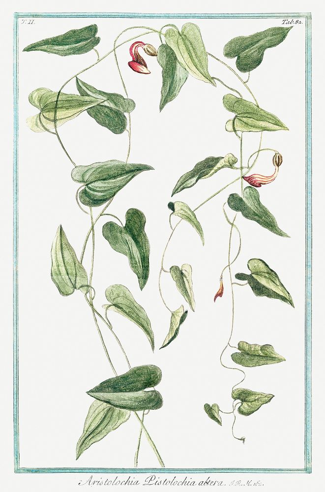 Aristolochia Pistolochia Altera (ca. 1772 &ndash;1793) by Giorgio Bonelli. Original from the The New York Public Library.…